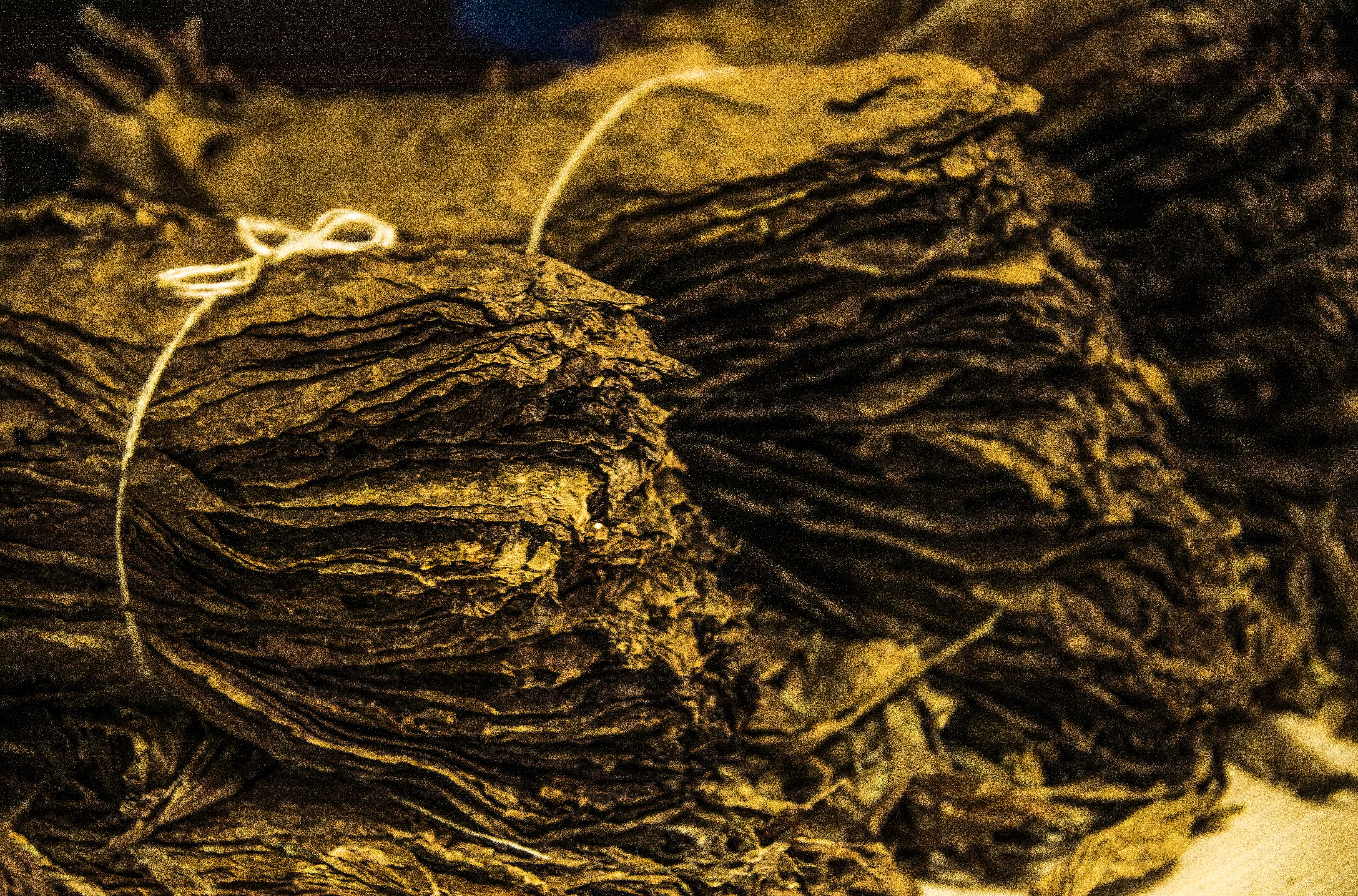 aging cigar leaves in Cuba