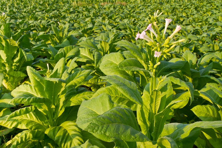 Tobacco flower in the farm, thailand