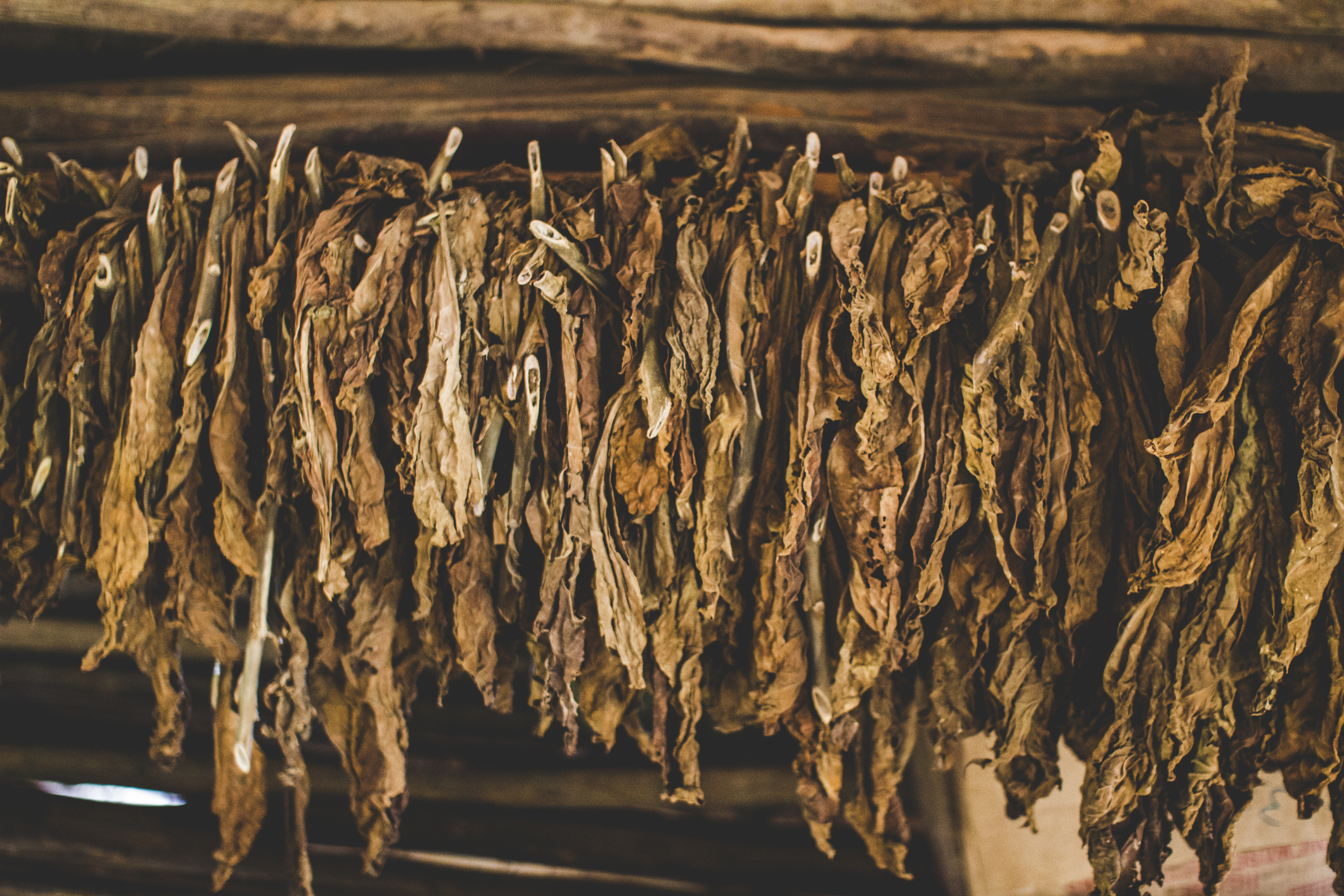 Tobacco leaves being dried at a farm in Viñales, Cuba. Here is where they process the leaves from being picked before heading to the factories to be rolled, into either cigars or cigarettes.