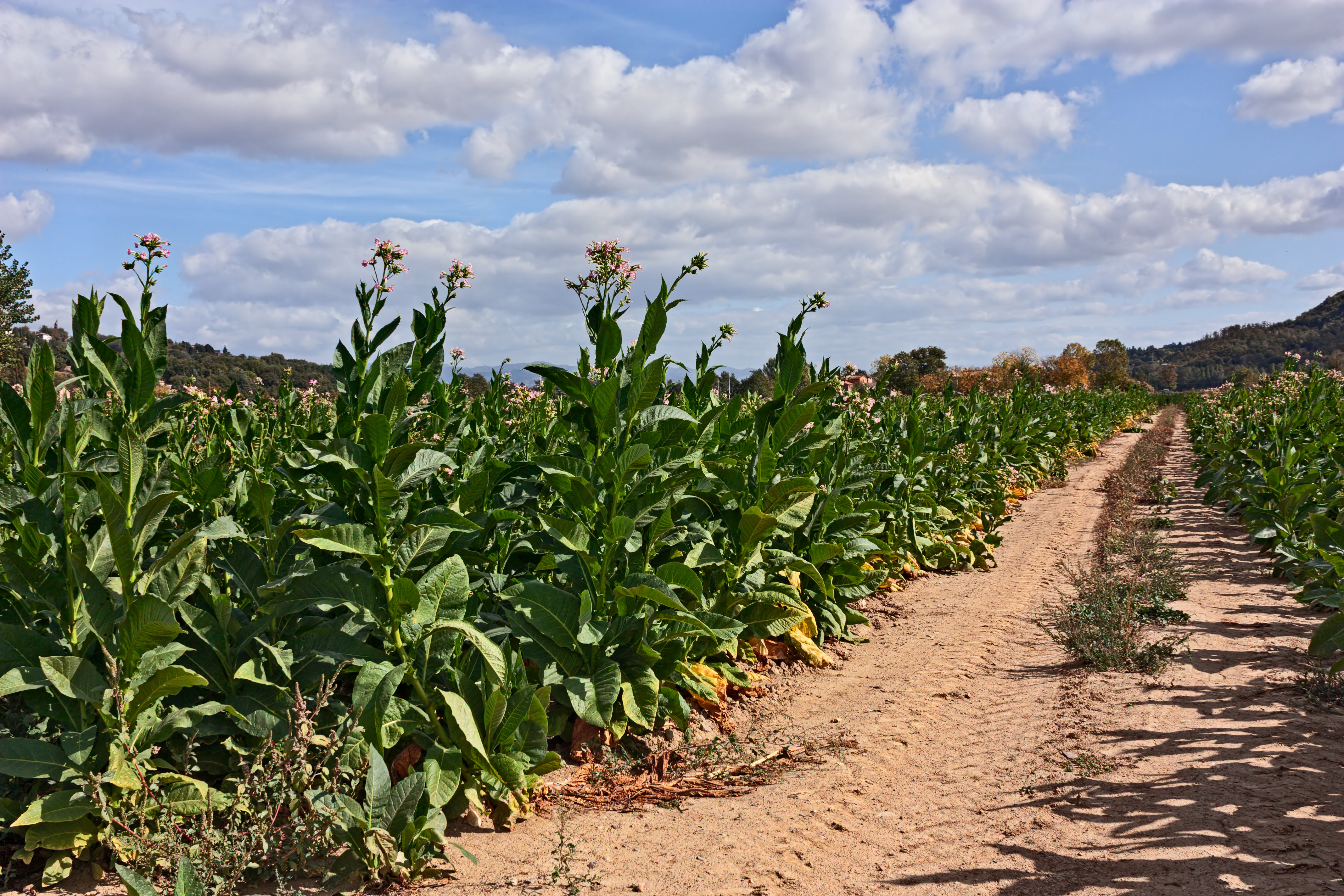 Fields of Tobacco in Italy