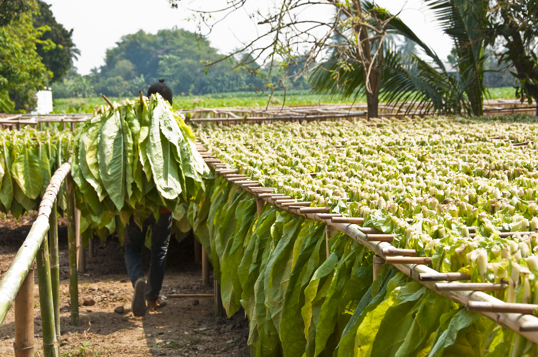 Drying Tobacco Leaves