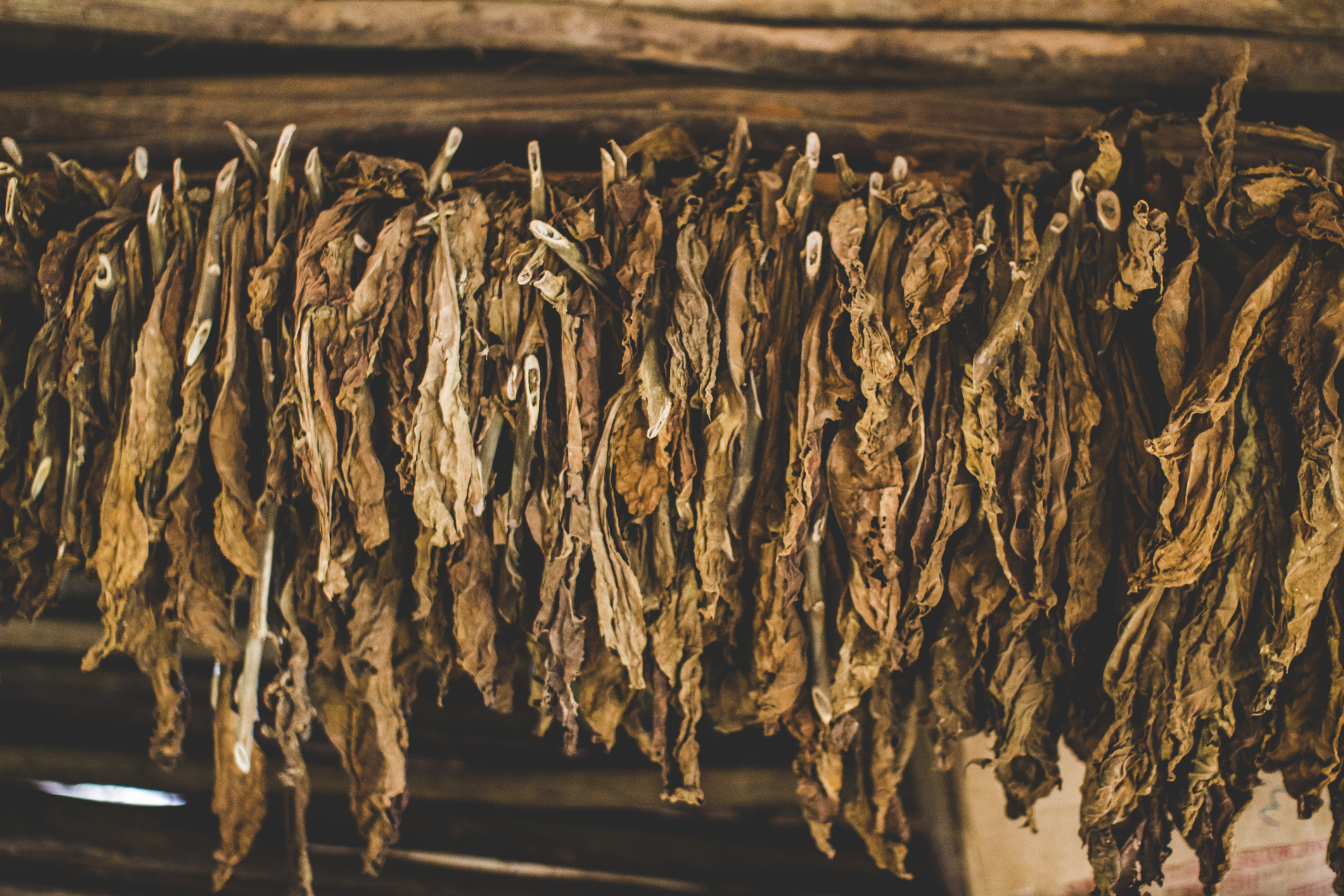 Drying Tobacco Leaves
